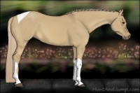 Horse Color:Palomino Dun Tobiano 