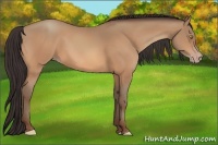 Horse Color:Amber Champagne 