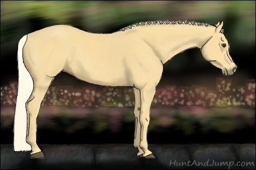 Horse Color:Palomino 