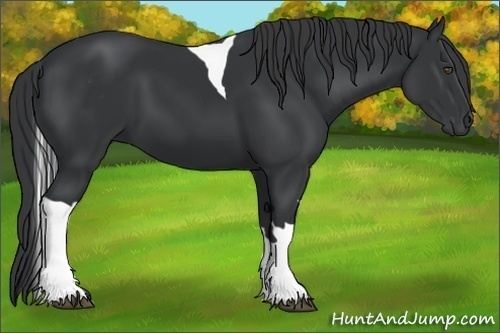 Horse Color:Black Tobiano