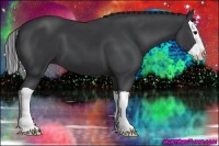 Horse Color:Black Splash 