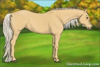 Horse Color:Palomino