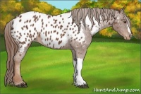 Horse Color:Chestnut Appaloosa 