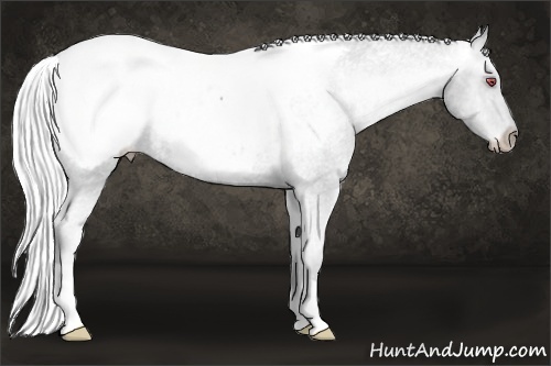 Horse Color:Silver Black Chinchilla Snowcap Rabicano