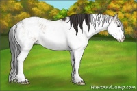 Horse Color:Brown Sabino