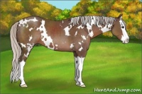 Horse Color:White Spotted Silver Black Splash