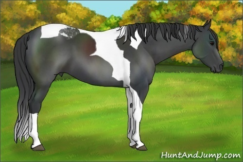 Horse Color:Black Tobiano