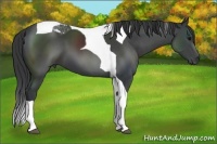 Horse Color:Black Tobiano 
