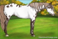Horse Color:Liver Chestnut Frame Appaloosa 