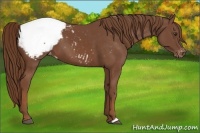 Horse Color:Chestnut Snowcap