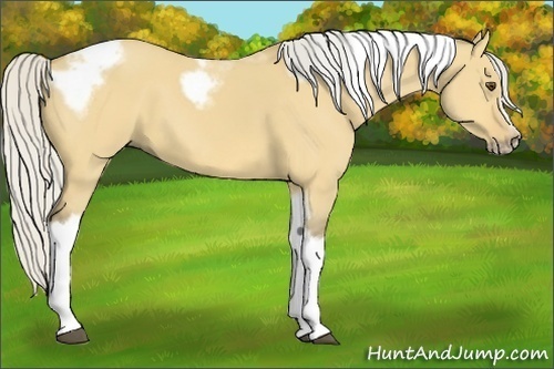 Horse Color:Silver Buckskin Dun Tobiano Frame