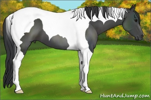 Horse Color:Black Tobiano 