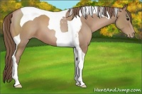 Horse Color:Black Pearl Tobiano 