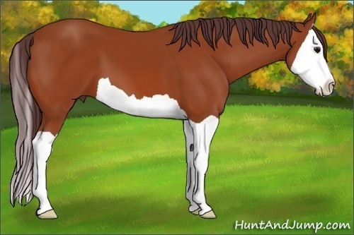 Horse Color:Chocolate Bay Splash 