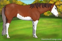 Horse Color:Chocolate Bay Splash 