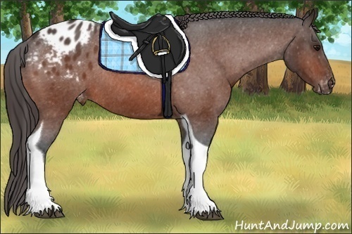 Horse Color:Bay Roan Tobiano Appaloosa Rabicano