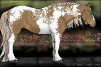 Horse Color:Chocolate Palomino Tobiano