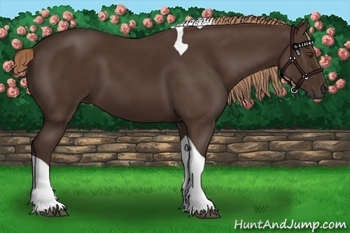Horse Color:Liver Chestnut Tobiano 