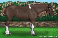 Horse Color:Liver Chestnut Tobiano