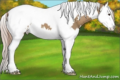 Horse Color:White Spotted Palomino Splash Tobiano 