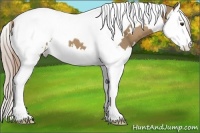 Horse Color:White Spotted Palomino Splash Tobiano