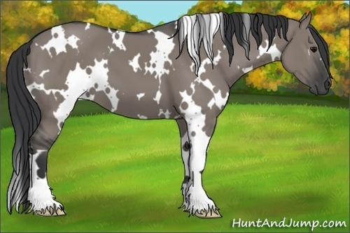 Horse Color:White Spotted Grullo