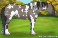 Horse Color:White Spotted Grullo