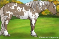 Horse Color:White Spotted Silver Grullo