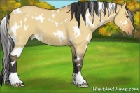 Horse Color:White Spotted Buckskin Dun 