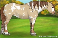 Horse Color:White Spotted Red Dun Rabicano