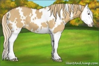 Horse Color:White Spotted Red Dun Splash 