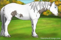 Horse Color:White Spotted Grullo Splash Tobiano