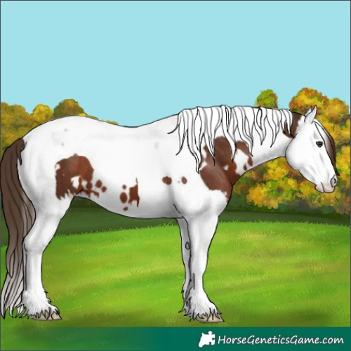 Horse Color:White Spotted Liver Chestnut Splash Tobiano 