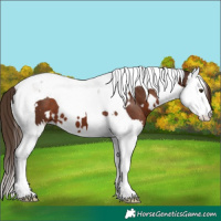 Horse Color:White Spotted Liver Chestnut Splash Tobiano