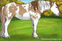 Horse Color:White Spotted Red Dun Splash 