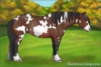 Horse Color:White Spotted Bay Frame Rabicano