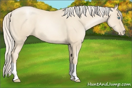 Horse Color:Gold Cream Champagne Pearl