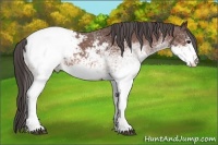 Horse Color:White Spotted Bay Sabino Snowcap 