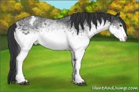 Horse Color:White Spotted Black Sabino Appaloosa