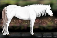 Horse Color:White Spotted Brown Appaloosa Rabicano 