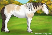 Horse Color:White Spotted Amber Champagne Dun Sabino 