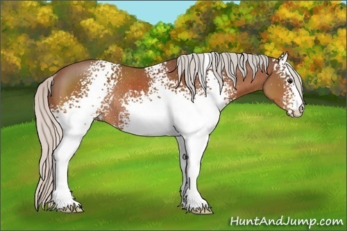 Horse Color:White Spotted Silver Bay Rabicano 