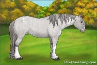 Horse Color:White Spotted Grullo Roan Appaloosa