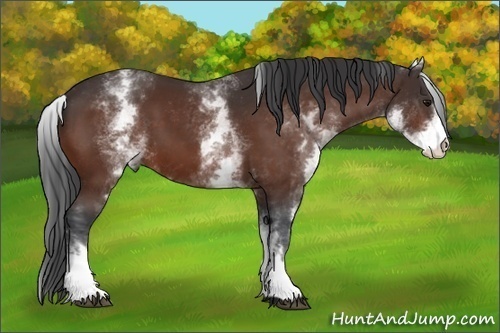 Horse Color:White Spotted Bay 