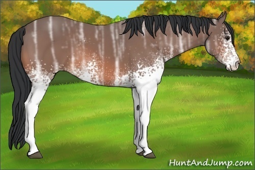 Horse Color:White Spotted Bay Ice