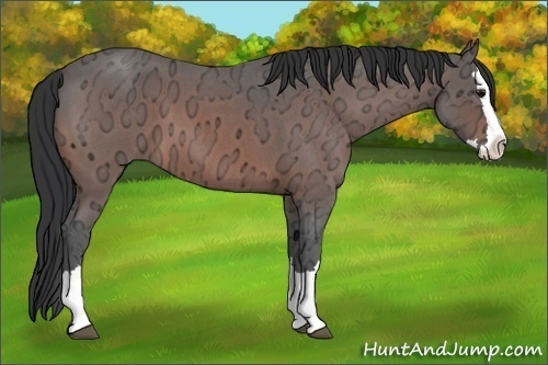 Horse Color:Bay Ice Roan Splash