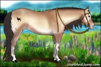 Horse Color:Amber Champagne Onyx 
