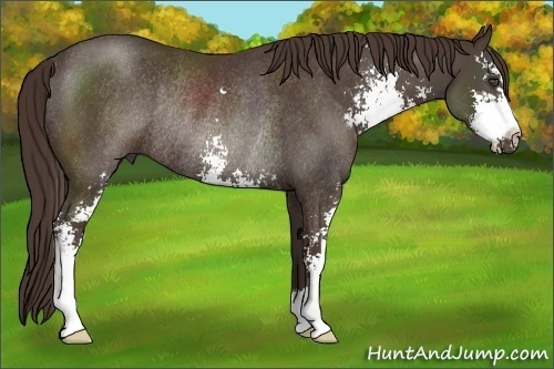 Horse Color:Liver Chestnut Sabino Rabicano 