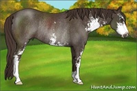 Horse Color:Liver Chestnut Sabino Rabicano