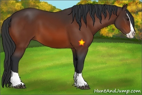 Horse Color:Bay Splash 
